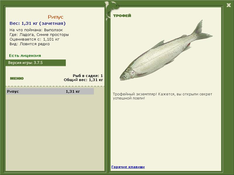 Рипус 