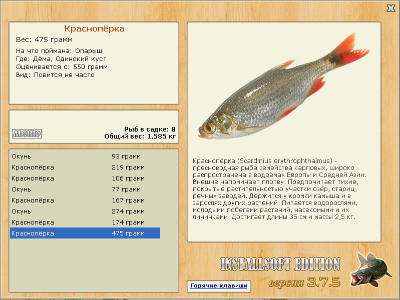 Одинокий куст 