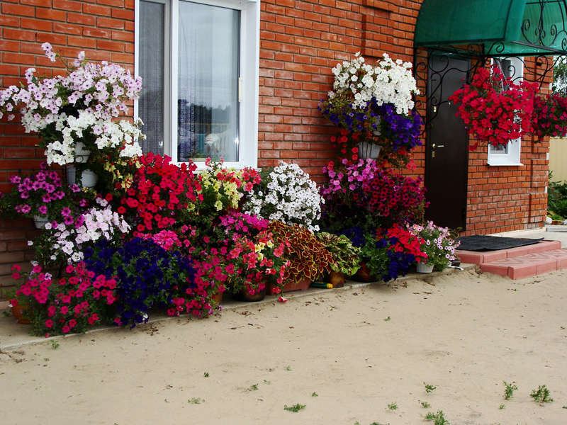 Петунии в саду фото оформление во дворе в горшках