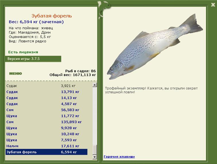 Зубатая форель 