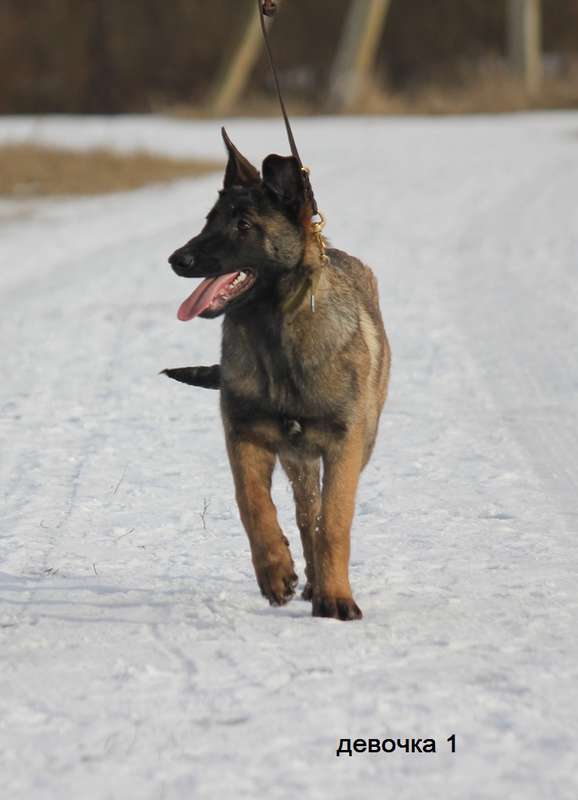  Щенки малинуа.
