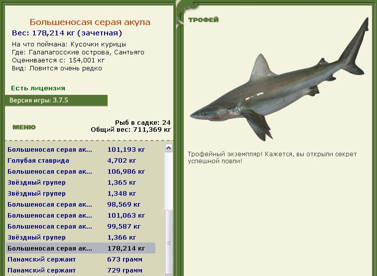 Большеносая серая акула 