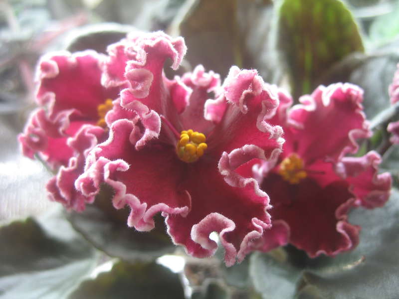 Антарес Фиалка Фото – Telegraph