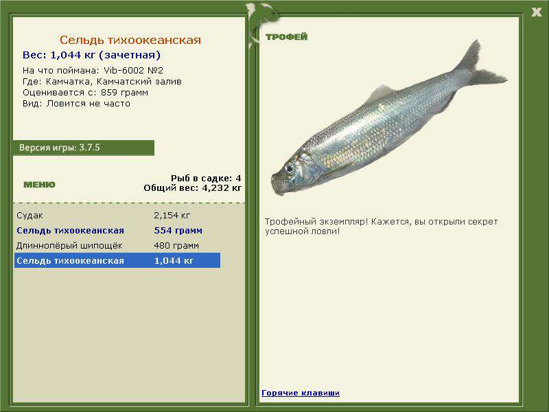 Камчатский залив 