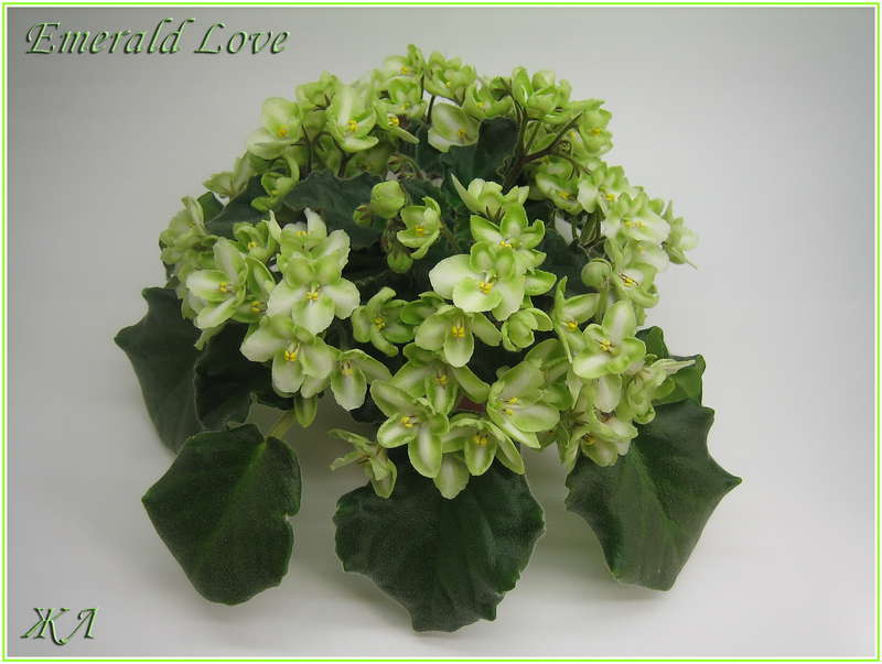 Emerald pink фото - Arhids.ru