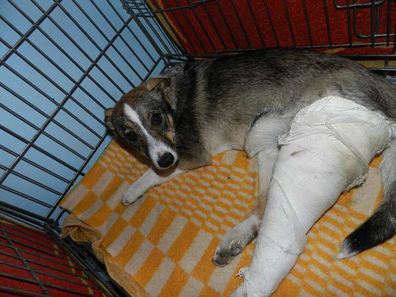  Заявка на размещение животного в базе city-animals.org