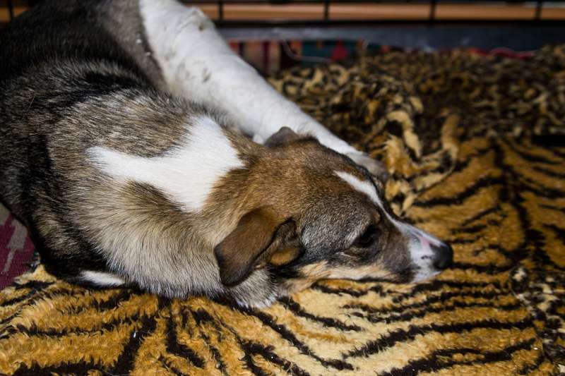  Заявка на размещение животного в базе city-animals.org