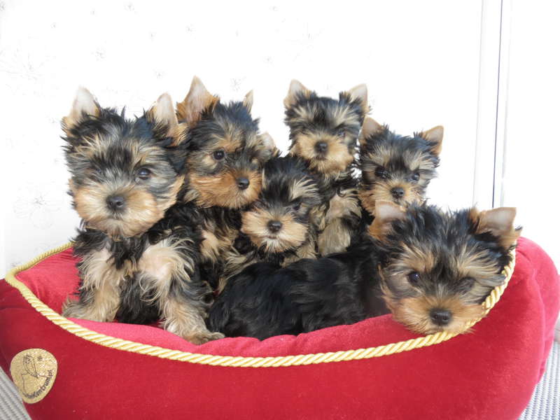 Йоркширский терьер в Эстонии! 