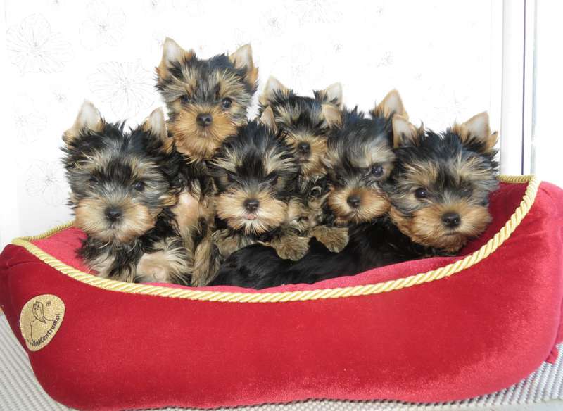 Йоркширский терьер в Эстонии! 