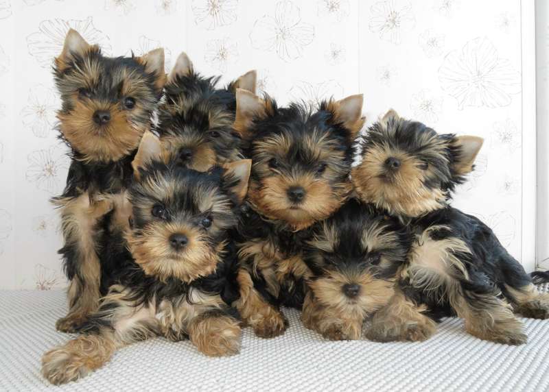 Йоркширский терьер в Эстонии! 