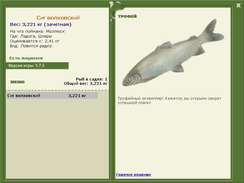 Сиг волховский 
