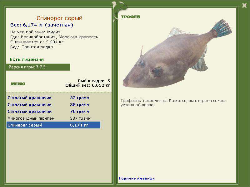 Спинорог серый 