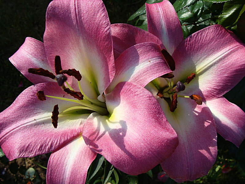 гибриды, ОТ-гибриды, OA-гибриды и другие.