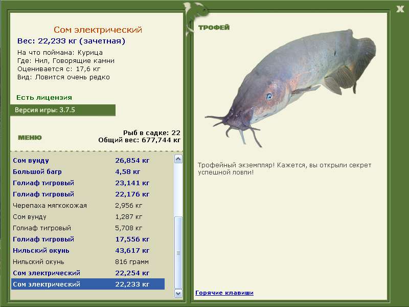 Сом электрический 