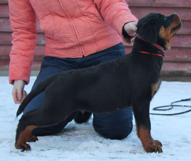  Ротвейлер. Щенки. в питомнике Арт Гуард
