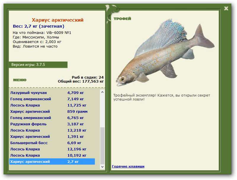 Хариус арктический 