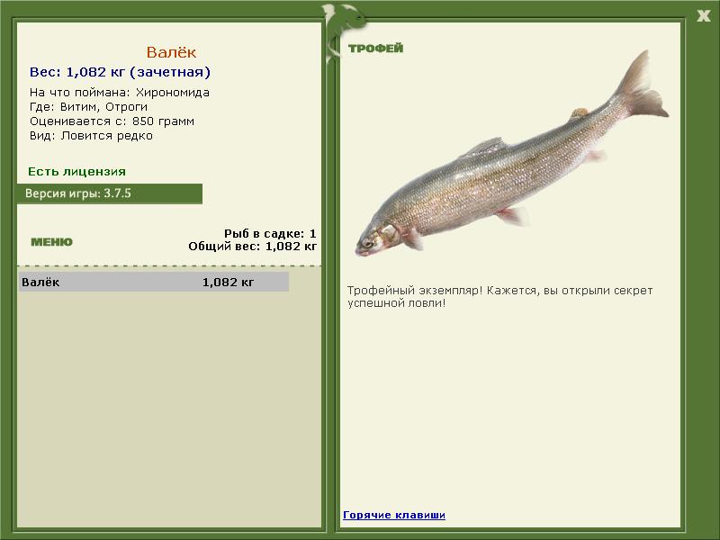 Хирономида 