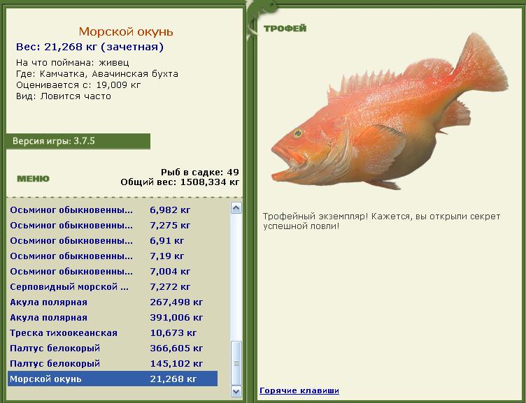 Морской окунь 