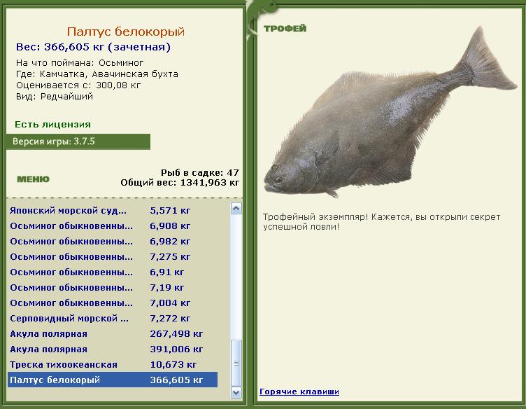 Палтус белокорый 