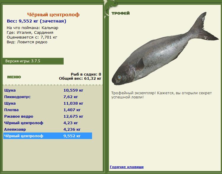 Чёрный центролоф 