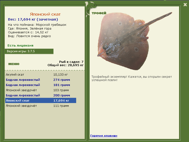 Морской гребешок 