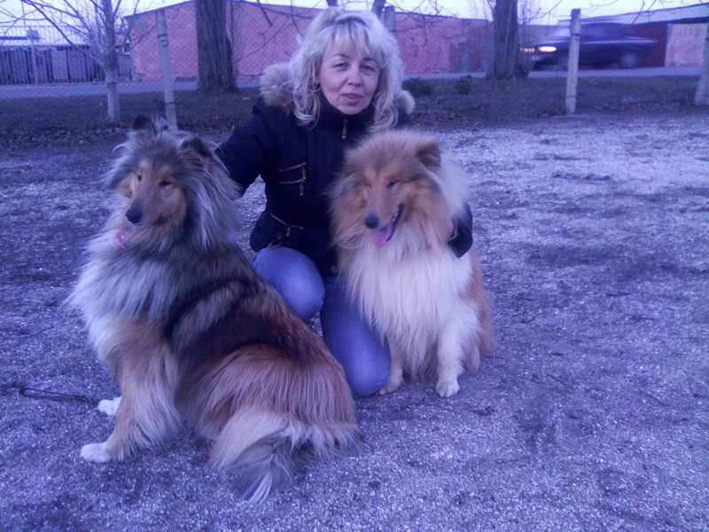  Неспешно ищем кобелька колли
