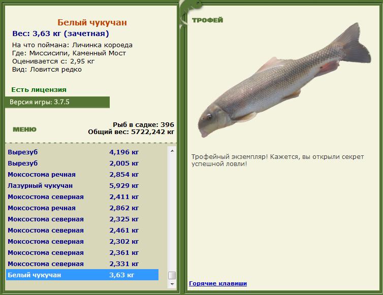 Личинка короеда 