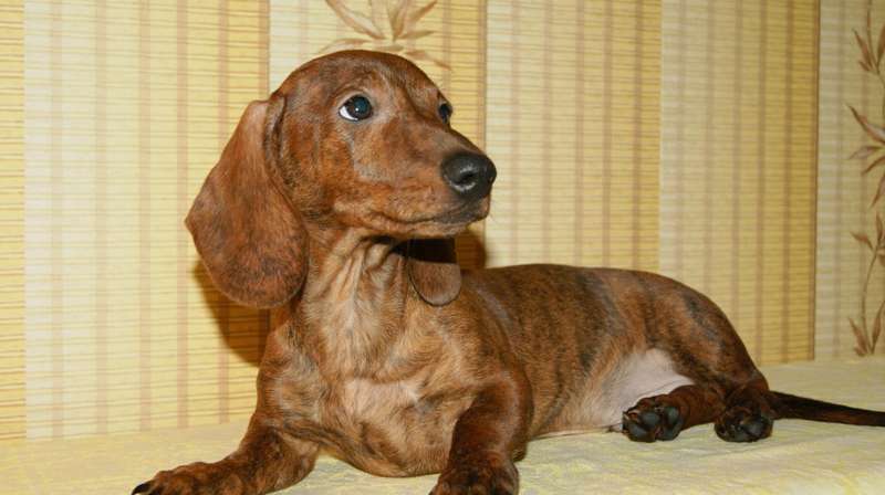 Орловский кинологический форум 