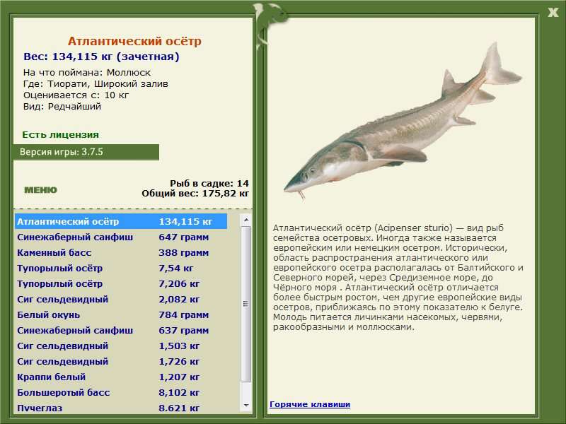 Широкий залив 