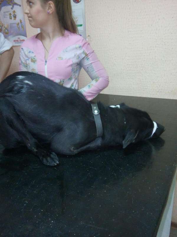  Заявка на размещение животного в базе city-animals.org