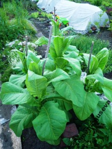 Дачный ответ Галактики 