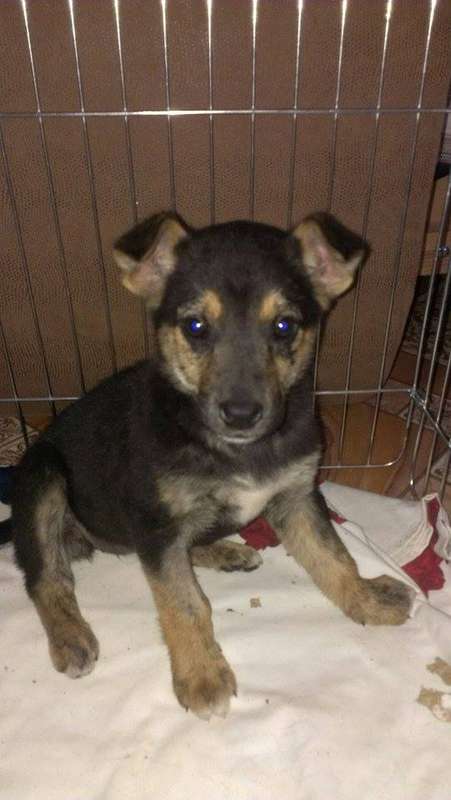  Заявка на размещение животного в базе city-animals.org