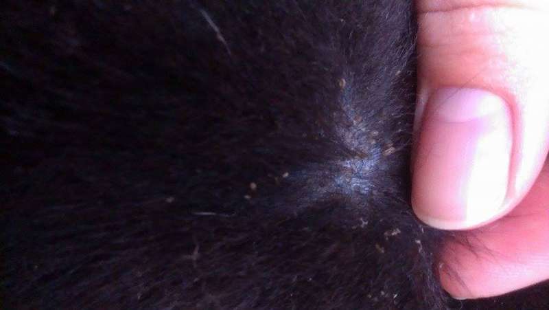  Заявка на размещение животного в базе city-animals.org