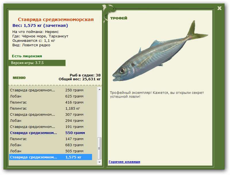 Ставрида среднеземноморская 