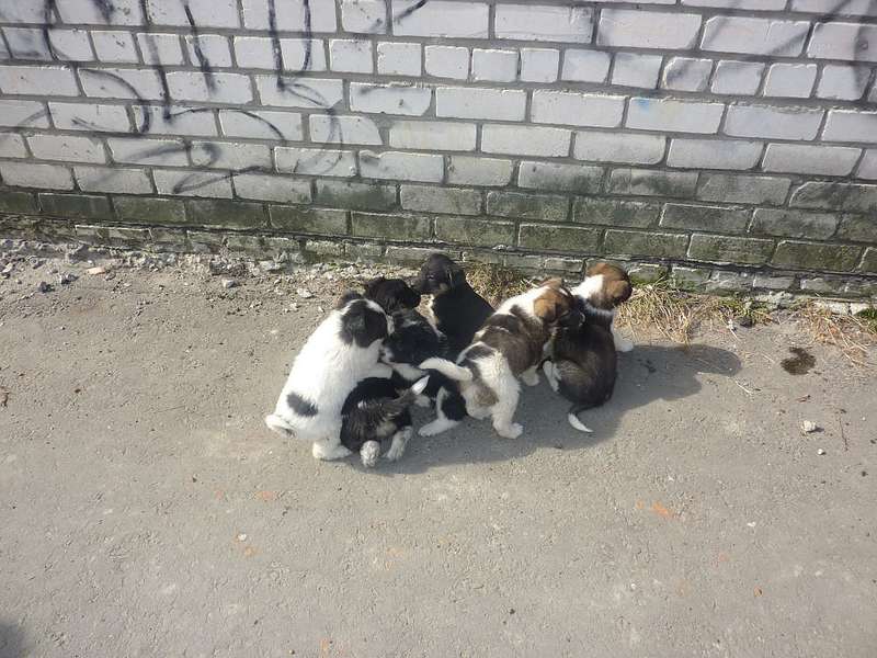  Метис на пристройство.