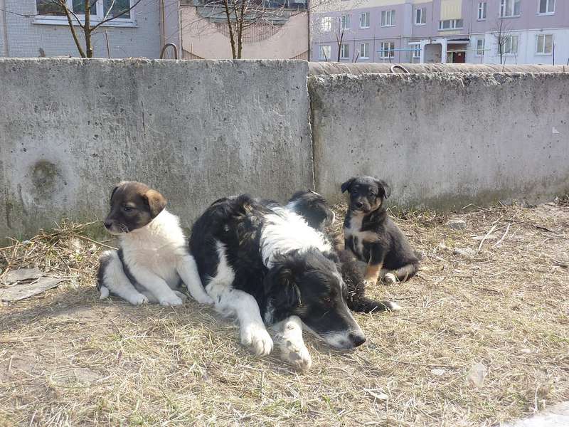  Метис на пристройство.
