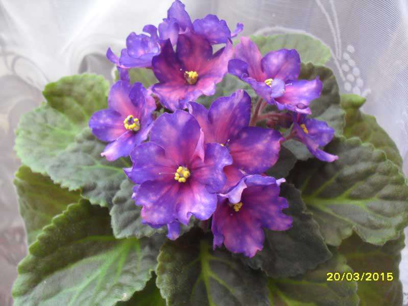 фиалка Dn-Бронзовый Век сп - Land Flowers