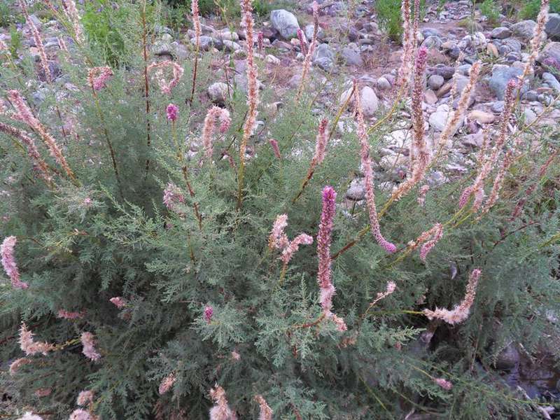 Дивосад™ | ДЕКОРАТИВНЫЕ растения «МИРИКАРИЯ лисохвостниковая, 2 года» - описание и фотография