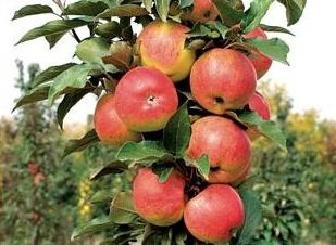 Яблоня колоновидная
