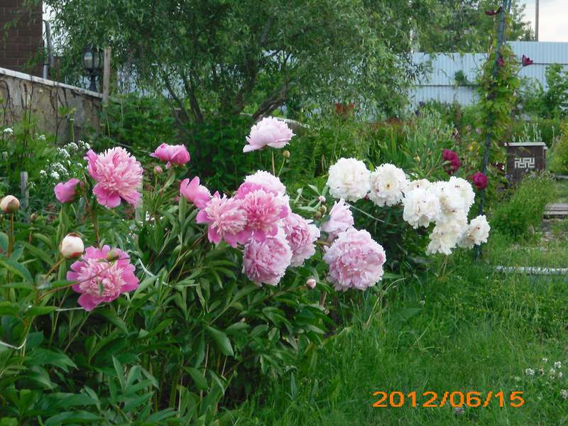 Ива спиралевидная (извилистая).