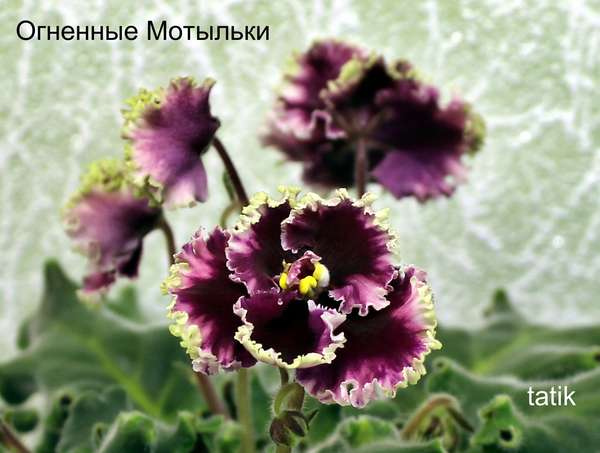 Огненные Мотыльки - Форум цветоводов Фрау Флора