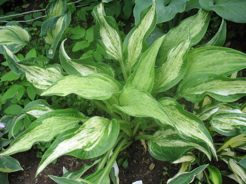 Хоста. Пестролистные сорта.