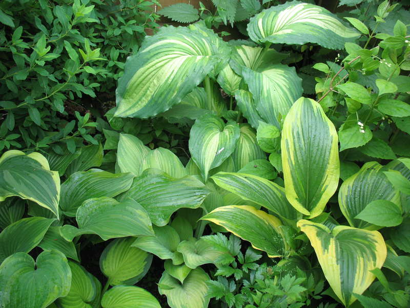 Хоста. Пестролистные сорта.