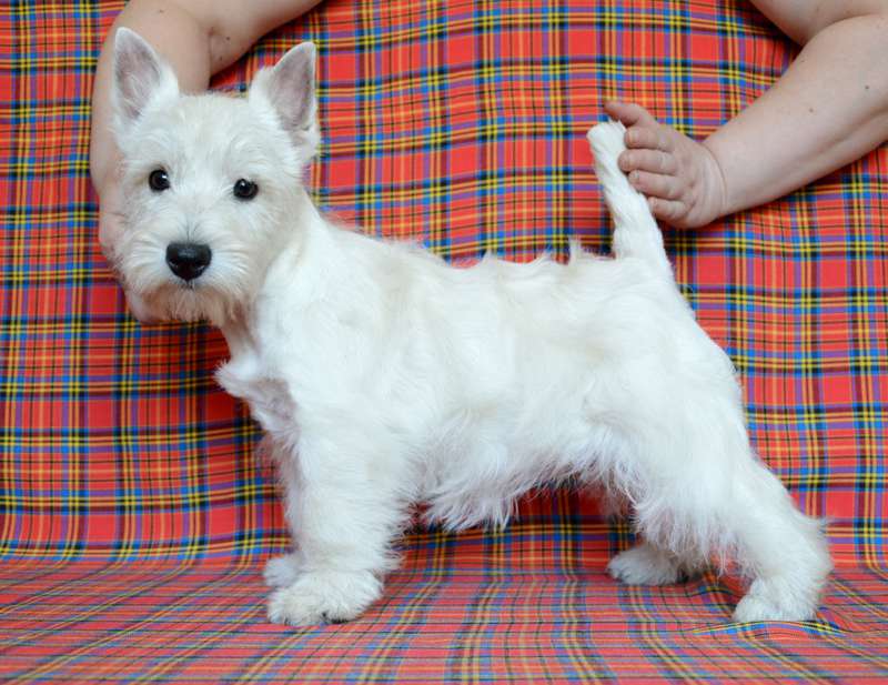 Щенки породы Вест Хайленд Уайт Терьер девочки 