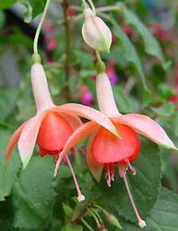 Фуксия Тандерин