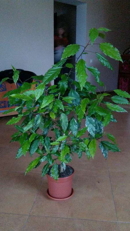 Коробейники 