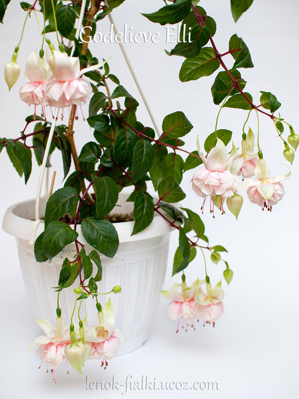 Ayollar uchun uretrani kengaytiruvchi vositalarning videolari Onlayn lezbiyen guruh jinsiy video