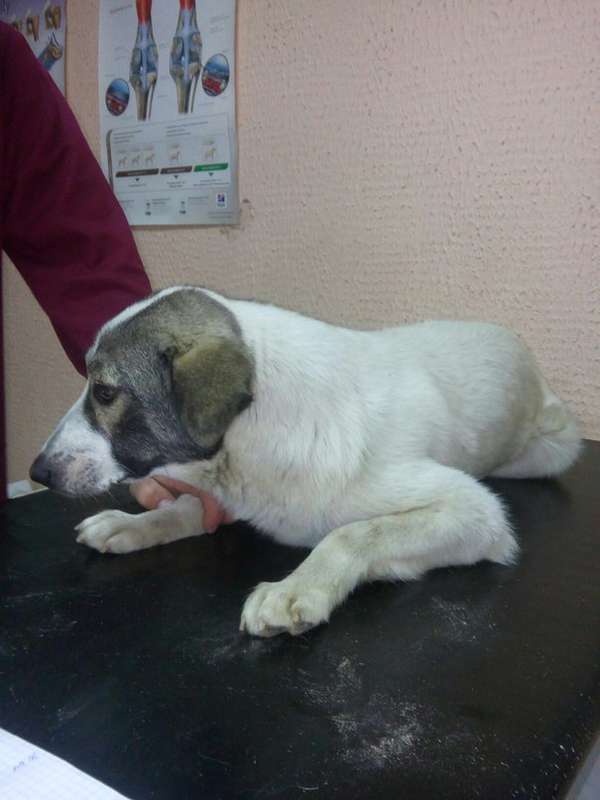  Заявка на размещение животного в базе city-animals.org