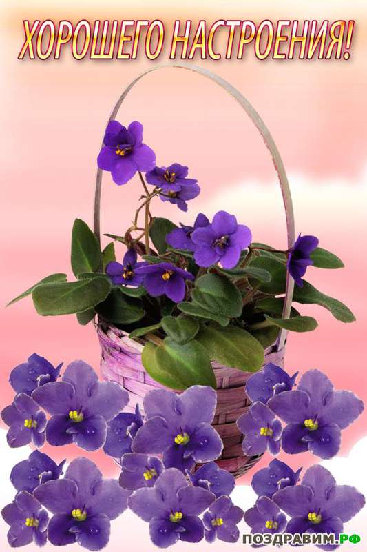 DON'T WAIT...LIFE GOES FASTER THAN YOU THINK Flowers photography, Purple flowers