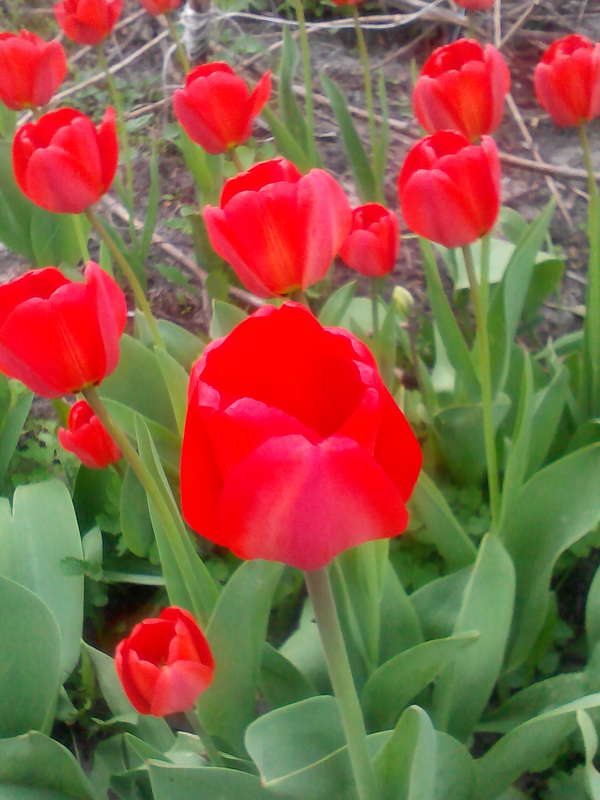  сообщество игроков MMORPG и онлайн-игр. • Просмотр темы - C Днем Великой Победы 2015